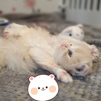 chaton Highland Straight white bicolor R' Force1 Paris Royal Cattery Highland Straight cream white bicolor