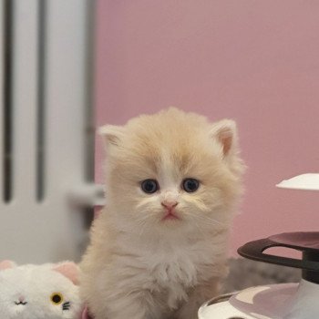 chaton Highland Straight white bicolor R' Force1 Paris Royal Cattery Highland Straight cream white bicolor