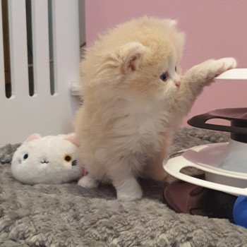 chaton Highland Straight white bicolor R' Force1 Paris Royal Cattery Highland Straight cream white bicolor