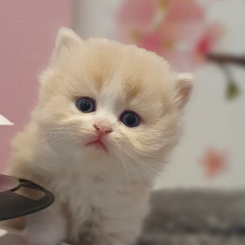 chaton Highland Straight white bicolor R' Force1 Paris Royal Cattery Highland Straight cream white bicolor