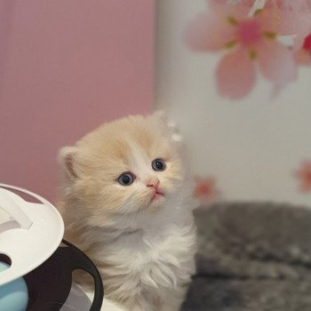 chaton Highland Straight white bicolor R' Force1 Paris Royal Cattery Highland Straight cream white bicolor