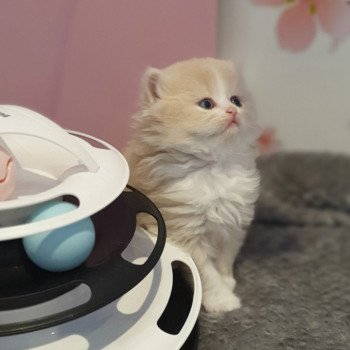 chaton Highland Straight white bicolor R' Force1 Paris Royal Cattery Highland Straight cream white bicolor