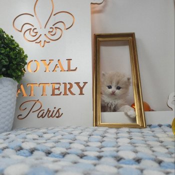 chaton Highland Straight white bicolor R' Force1 Paris Royal Cattery Highland Straight cream white bicolor