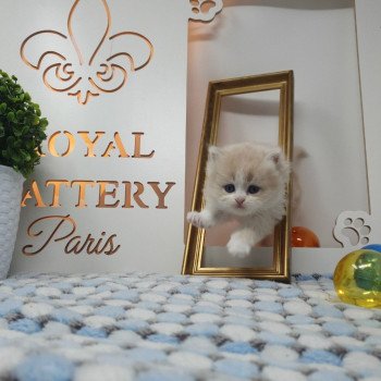 chaton Highland Straight white bicolor R' Force1 Paris Royal Cattery Highland Straight cream white bicolor