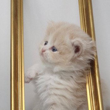 chaton Highland Straight white bicolor R' Force1 Paris Royal Cattery Highland Straight cream white bicolor
