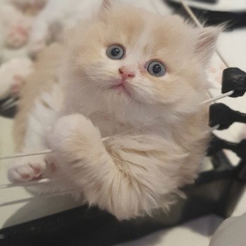 chaton Highland Straight white bicolor R' Force1 Paris Royal Cattery Highland Straight cream white bicolor