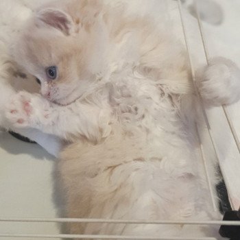 chaton Highland Straight white bicolor R' Force1 Paris Royal Cattery Highland Straight cream white bicolor