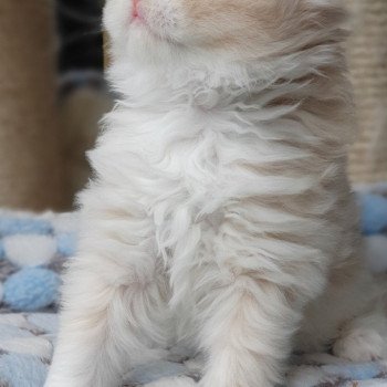 chaton Highland Straight white bicolor R' Force1 Paris Royal Cattery Highland Straight cream white bicolor