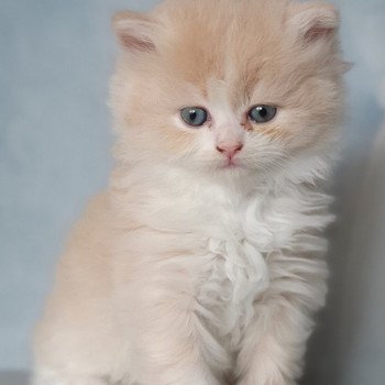 chaton Highland Straight white bicolor R' Force1 Paris Royal Cattery Highland Straight cream white bicolor