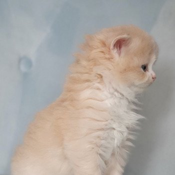 chaton Highland Straight white bicolor R' Force1 Paris Royal Cattery Highland Straight cream white bicolor