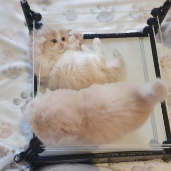 chaton Highland Straight white bicolor R' Force1 Paris Royal Cattery Highland Straight cream white bicolor