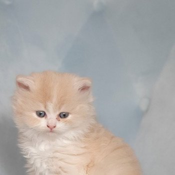 chaton Highland Straight white bicolor R' Force1 Paris Royal Cattery Highland Straight cream white bicolor
