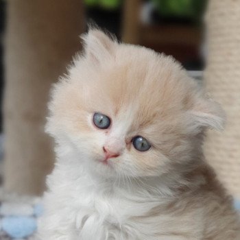 chaton Highland Straight white bicolor R' Force1 Paris Royal Cattery Highland Straight cream white bicolor