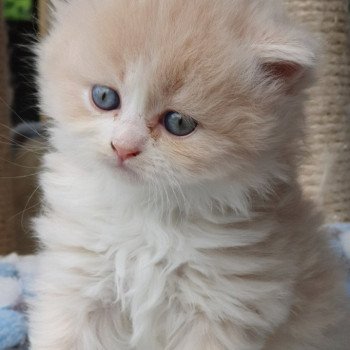 chaton Highland Straight white bicolor R' Force1 Paris Royal Cattery Highland Straight cream white bicolor