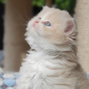 chaton Highland Straight white bicolor R' Force1 Paris Royal Cattery Highland Straight cream white bicolor
