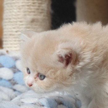 chaton Highland Straight white bicolor R' Force1 Paris Royal Cattery Highland Straight cream white bicolor