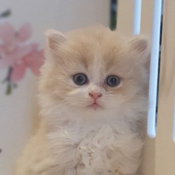 chaton Highland Straight white bicolor R' Force1 Paris Royal Cattery Highland Straight cream white bicolor