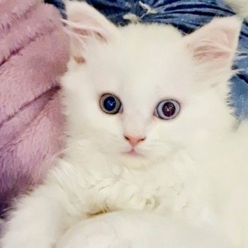 chaton Highland Straight white Serafina Paris Royal Cattery