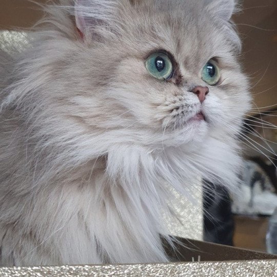 Sheryn Femelle British Longhair