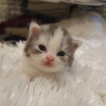chaton Scottish Fold Pastel Color Dream Paris Royal Cattery chaton Scottish Fold Pastel Color Dream Paris Royal Cattery