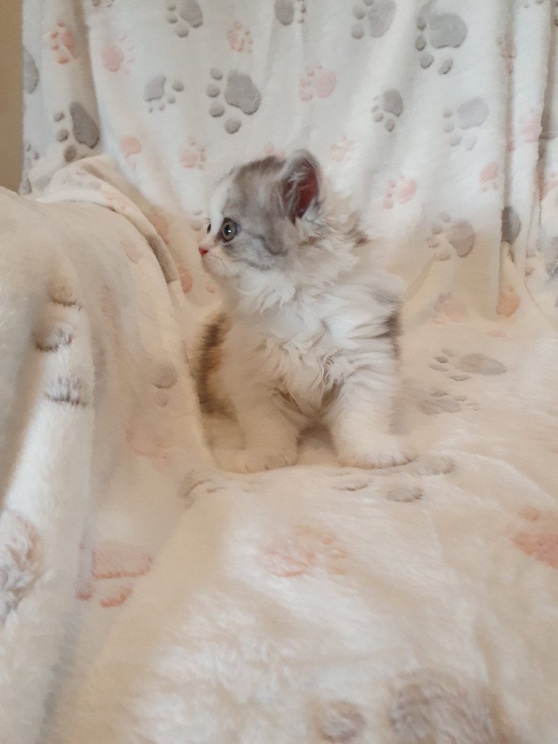 Pastel Color Dream from Paris Royal Femelle Scottish Fold