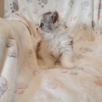 chaton Scottish Fold Pastel Color Dream Paris Royal Cattery chaton Scottish Fold Pastel Color Dream Paris Royal Cattery