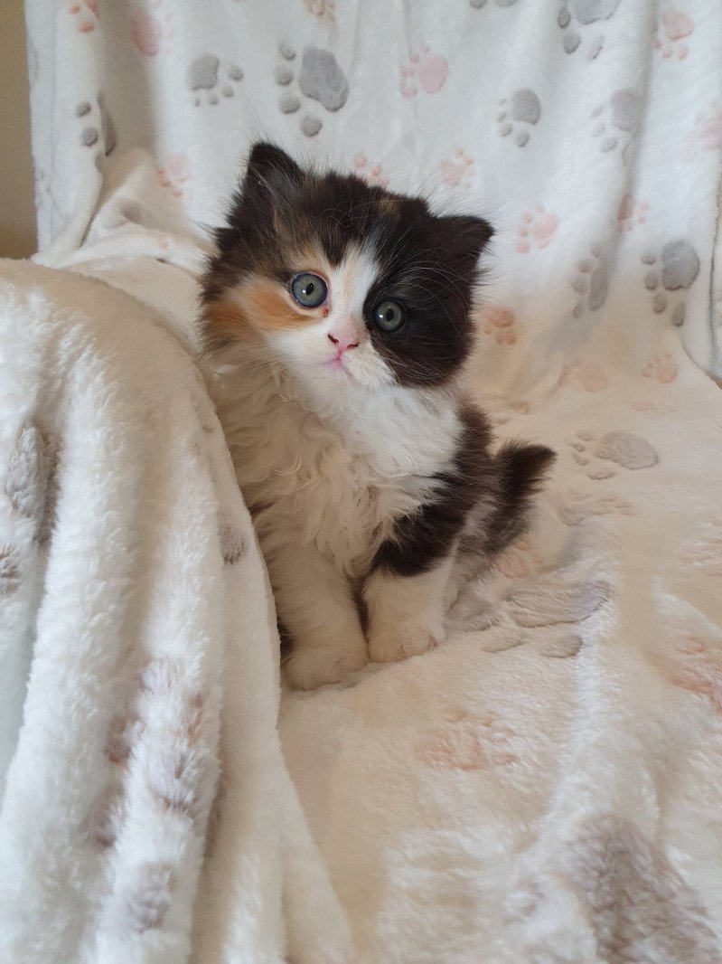 Princess Plush Dream From Paris Royal Femelle Scottish Fold