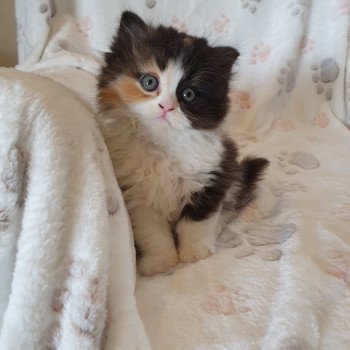chaton Scottish Fold Princess Plush Dream Paris Royal Cattery chaton Scottish Fold Princess Plush Dream Paris Royal Cattery