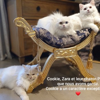 Comment passer l'epreuve de confier nos chats retraités ?