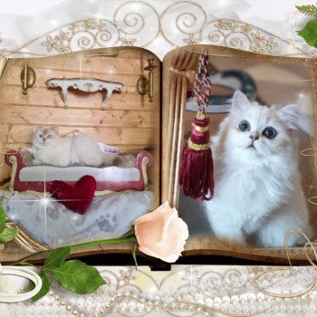 Chaton British Longhair Paris Royal Cattery Chaton British Longhair Paris Royal Cattery