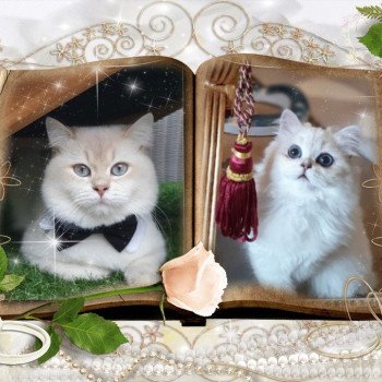 Chaton British Longhair Paris Royal Cattery Chaton British Longhair Paris Royal Cattery