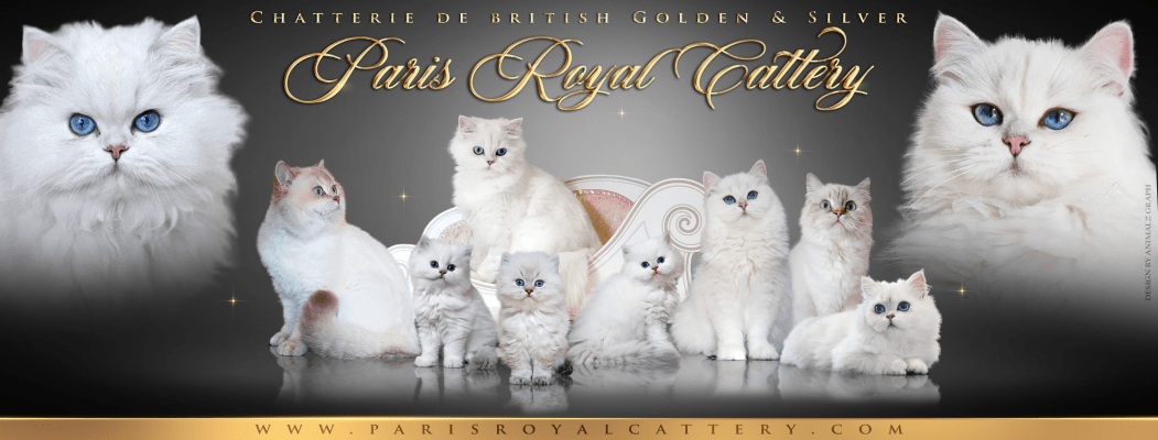 Paris Royal Cattery